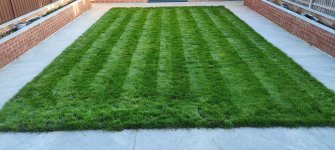 lawn1.JPG lawn1.JPG