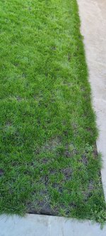 lawn3.JPG lawn3.JPG