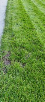 lawn5.JPG lawn5.JPG