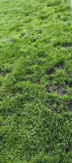 lawn6.JPG lawn6.JPG
