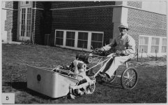 1930s Toro.jpg