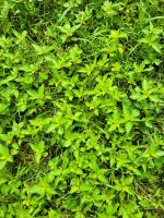 Wild-Weed-1024.jpg