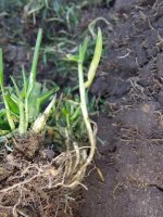 prentsis end of sod roll.jpeg