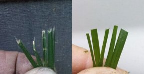 Dull-Sharp-Grass.jpg
