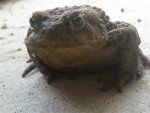western toad003.jpg