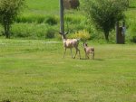 twin fawn002.jpg