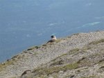whister mammot 1.jpg