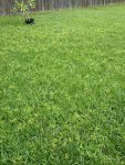 weeds.jpg.jpg