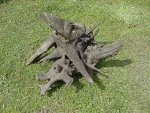Driftwood.jpg