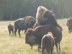 bull in action 1.jpg