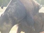 bull in action 2.jpg
