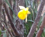 daffodil-2013.JPG