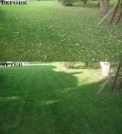grass (2).jpg grass (2).jpg