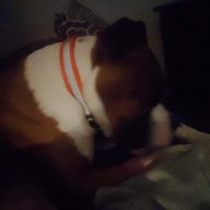 Kingbalie