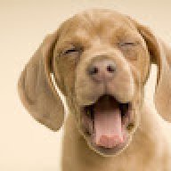 Regal Labradors