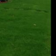 grassmaster26