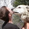 tundrawolf
