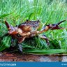 MyGrassHasCrabs