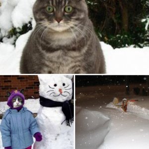 Snow