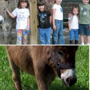 CrossBack Farm