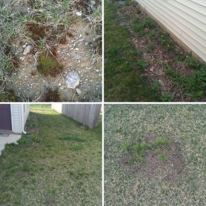 My Ugly Lawn