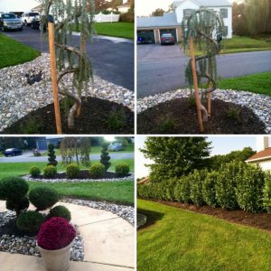 Shrubs