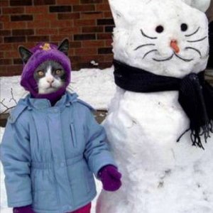 funny cat picture snow cat