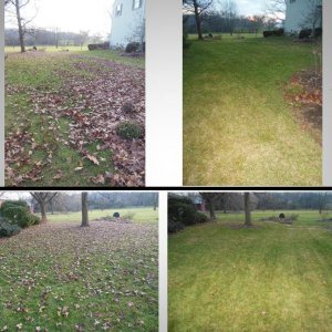 Before and After Leaf Clean-up