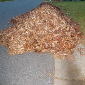 Leaf Pile Pic #1