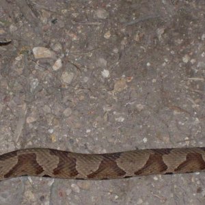 copperhead3ft