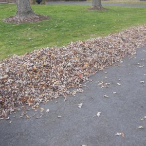 leaf cleanup 1