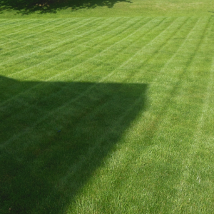 2015 Lawn 6