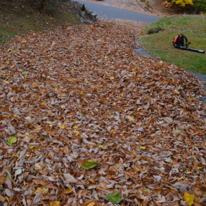 leaf job 3