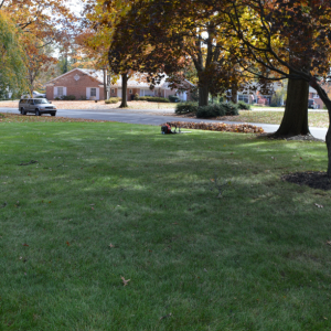 leaf free