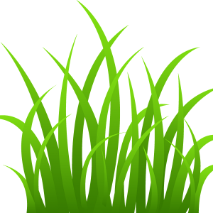 GRASS