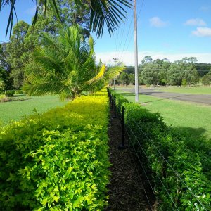 mazza garden 2 (1)