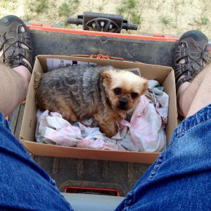 This is my little buddy, he gets to ride along when I'm towing attachments.
He loves it. Doesn't even mind the cotton balls in his ears!