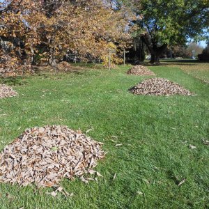 Leaf Piles