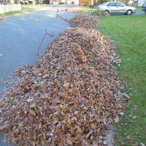 Big Leaf Piles!!