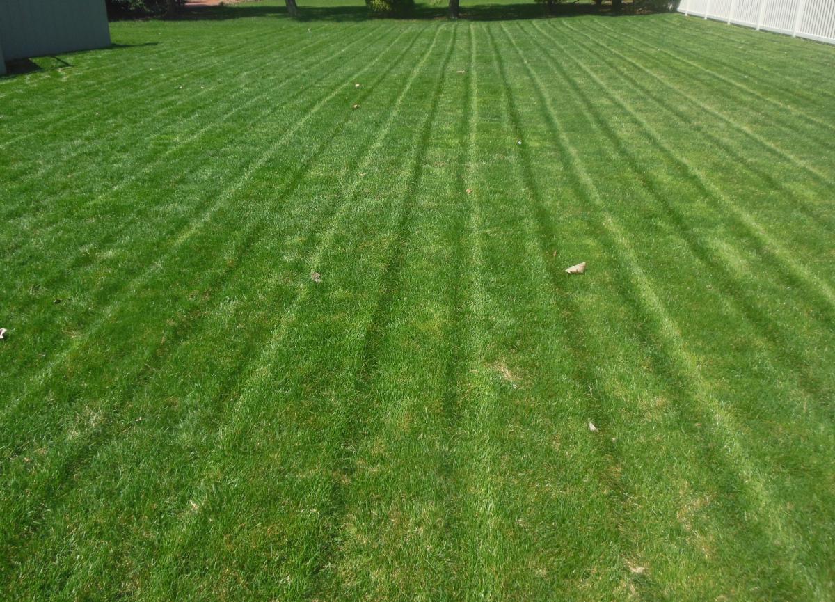 2015 Lawn 1