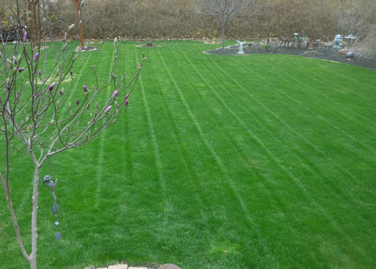 2015 Lawn 2