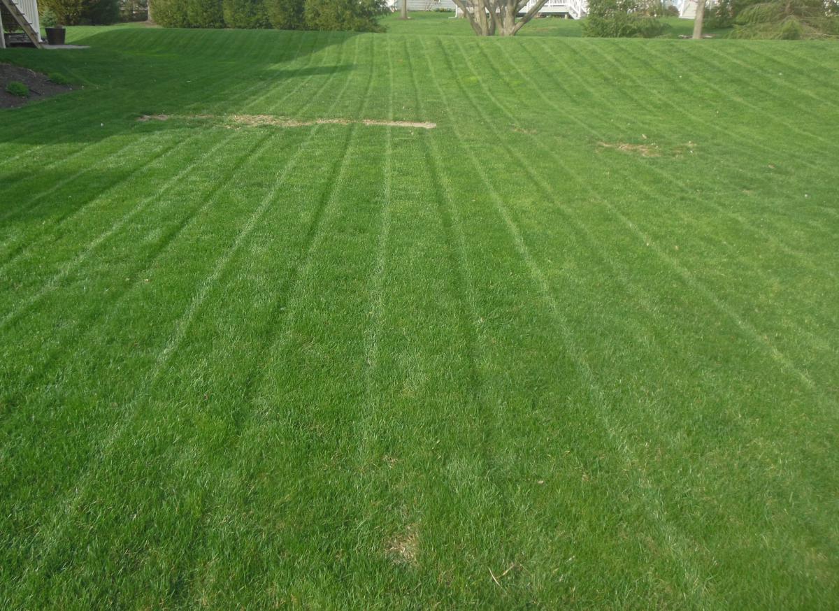 2015 Lawn 3