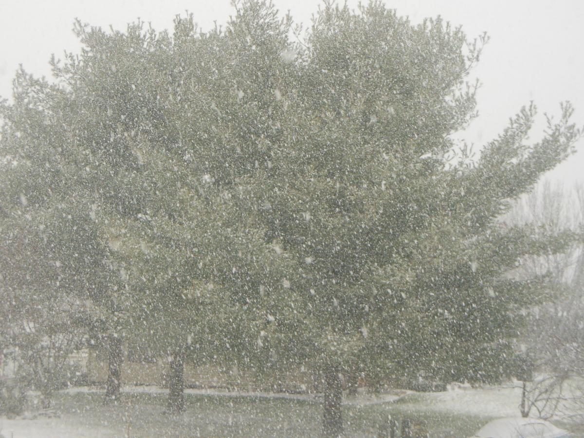 A "downpour" of snow! :)