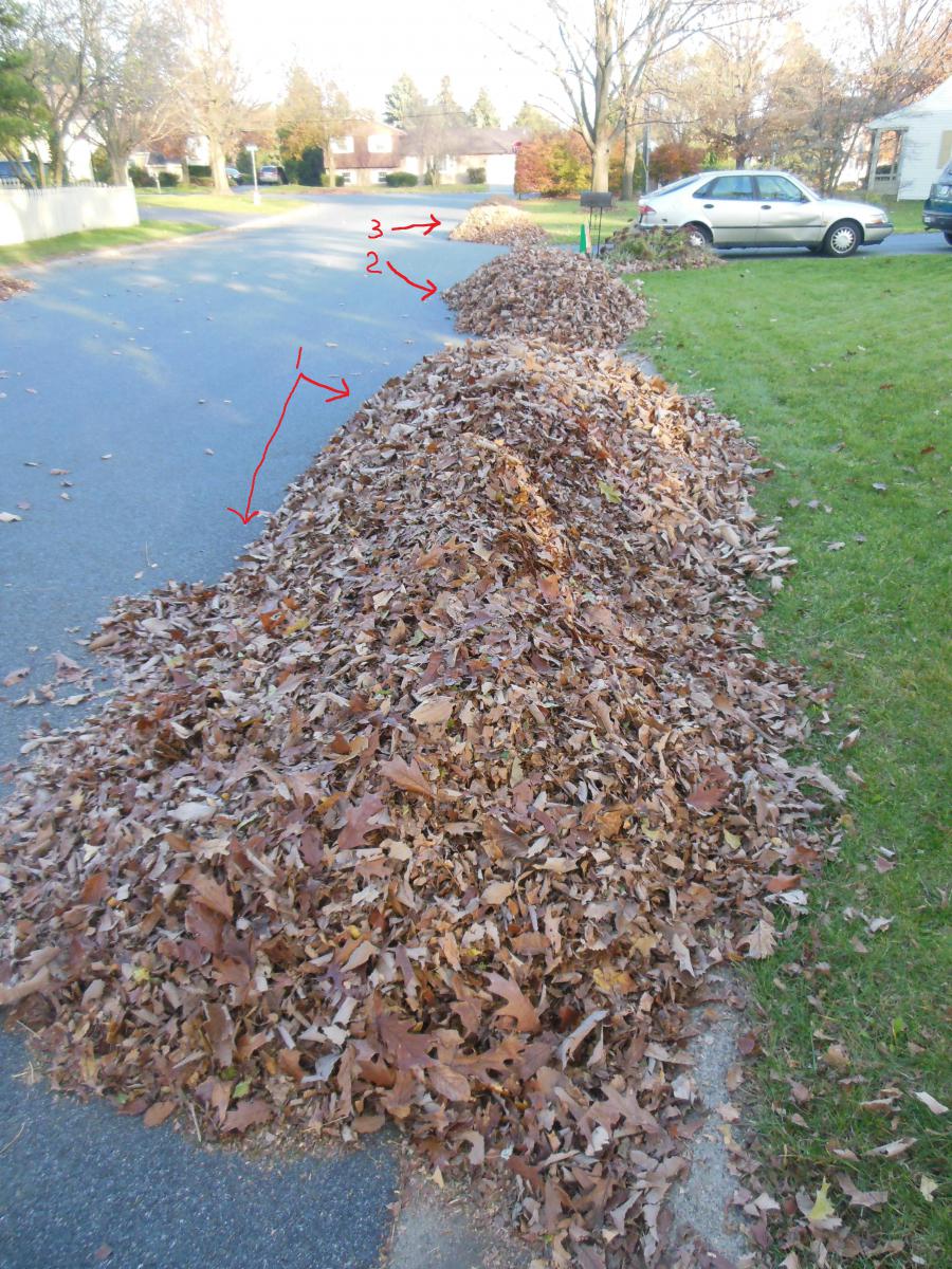 Big Leaf Piles!!