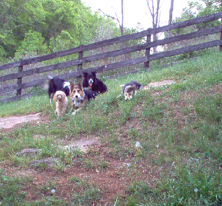 Blacksburg, VA back yard slope