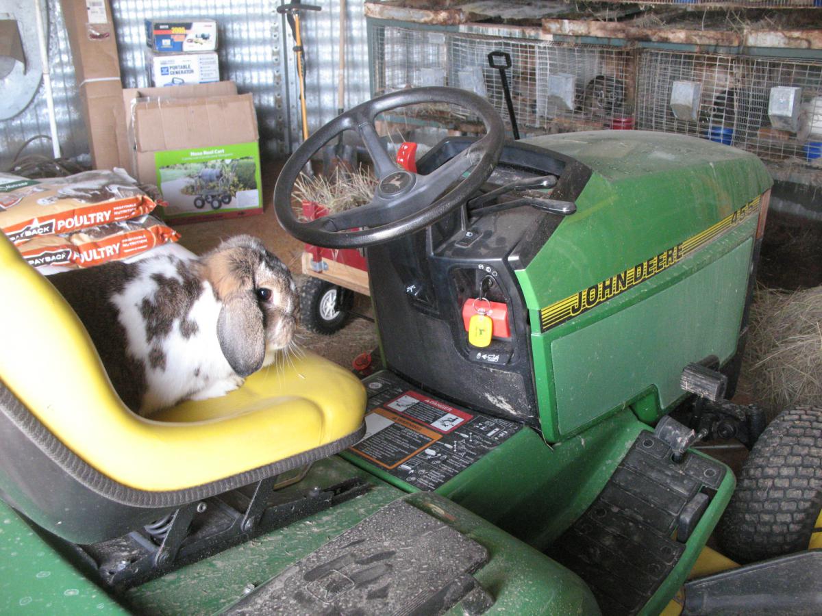 Bunnies 051