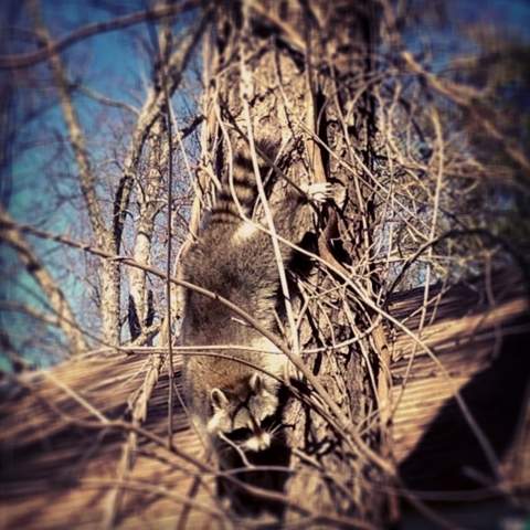 coon11