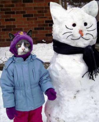 funny cat picture snow cat