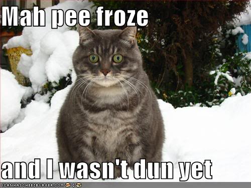 funny pictures snow cat frozen pee