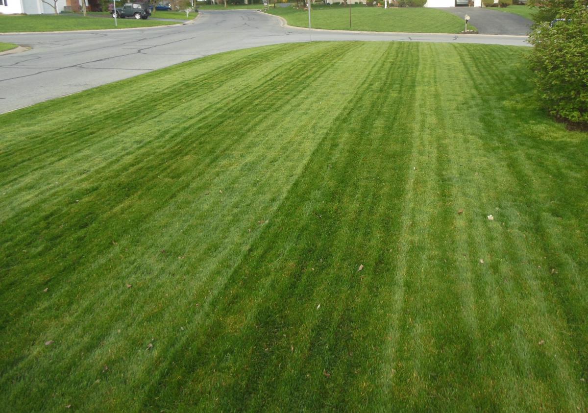 Lawn Stripes